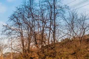 Autumn landscape of leafless trees