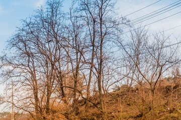 Autumn landscape of leafless trees