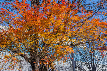  Tree with fall colored leaves
