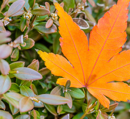  Single yellowing orange leaf