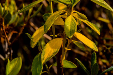 Closeup of plant with tiny green yellow leaves with small hair like follicles visible.