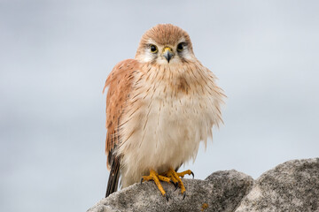 Australian Nankeen Kestrel perched on a sandstone rock
