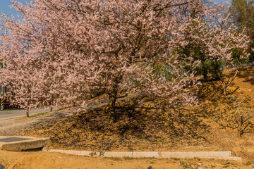Beautiful cherry blossom tree
