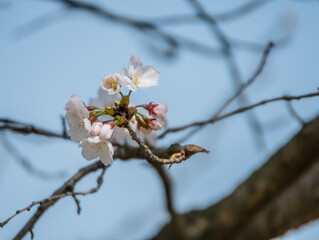 Closeup of delicate cherry blossoms