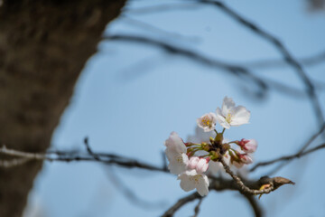 Closeup of delicate cherry blossoms