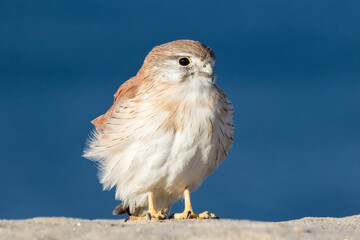 Australian Nankeen Kestrel perched on a sandstone rock