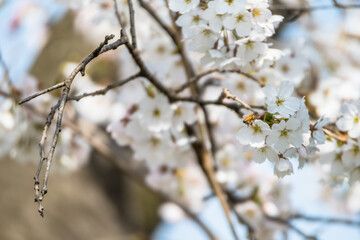 Bee on cherry blossom gathering nectar