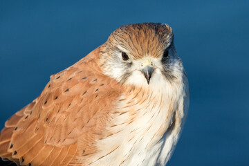 Close up of Australian Nankeen Kestrel