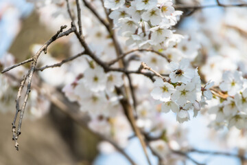 Bee on cherry blossom gathering nectar