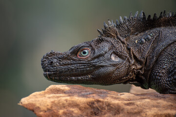 Hydrosaurus celebensis
