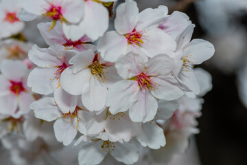 Closeup of cheery blossom flowers