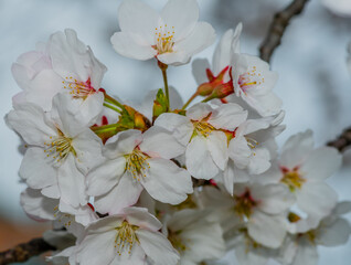Closeup of cheery blossom flowers