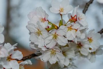Closeup of cheery blossom flowers