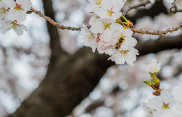  Bee on cherry blossom gathering nectar