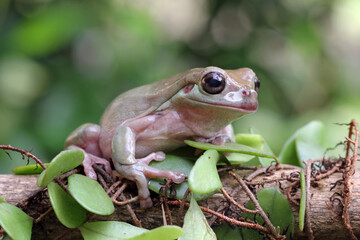 dumpy tree frog, green tree frog