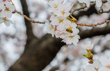  Bee on cherry blossom gathering nectar