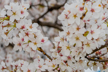 Bee inside cherry blossom