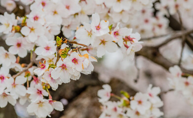  Large wasp perched on cherry blossoms