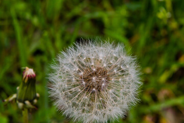 Close up of dandelion