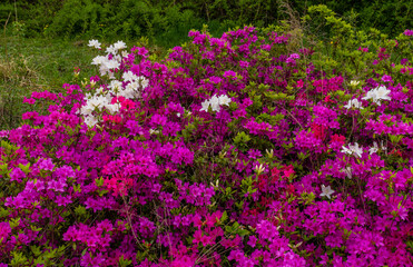 Large bush of azaleas.