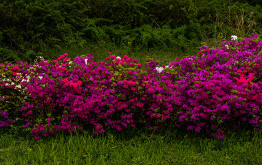 Fototapeta premium Large bush of azaleas.