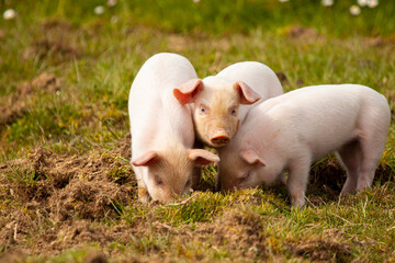 A close up image showing three little piglets that are grazing in a pasture together. Two of them are diving in the grass while the one in the middle is looking at the camera. A funny composition.  © Grandbrothers