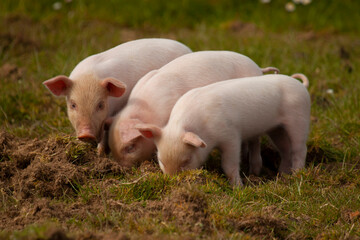 A close up image showing three little piglets that are grazing in a pasture together. They are diving in the grass all at the same time. 

