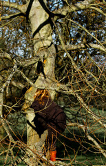 A blonde girl with beautiful golden hair, wearing a winter coat and vibrant red boots is trying to climb up to a naked tree trunk in a park in winter