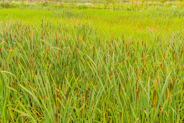Cat-of-nine-tails growing in wilderness park