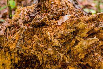 Root end of fallen tree.