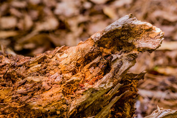 Root end of fallen tree.