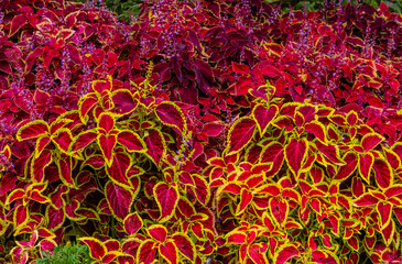 Coleus, Shade - Wizard Scarlet