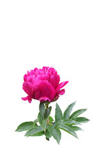 red peony isolated on white background