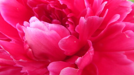 red peony petals