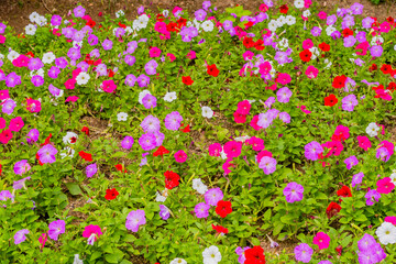 Beautiful bed of azaleas