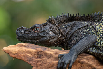 Hydrosaurus celebensis
