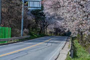 Beautiful cherry blossoms in rural countryside.