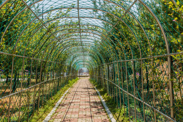 Arched metal trellis in public park.