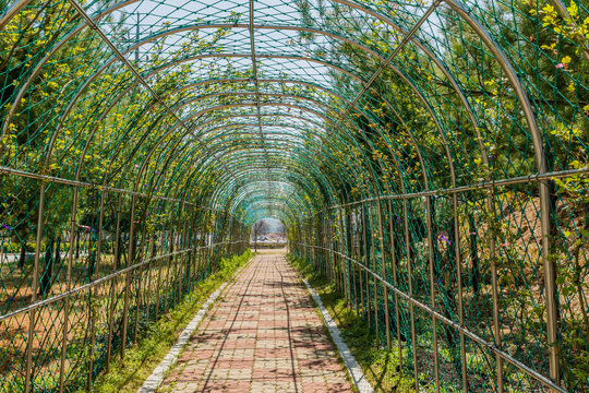 Arched Metal Trellis In Public Park.