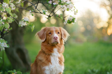 dog on the background of apple trees. Nova Scotia Duck Tolling Retriever in flowers . Pet on nature