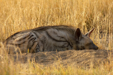 Striped Hyena (Hyaena hyaena) from grasslands of blackbuck national park, valavadar, gujarat, india