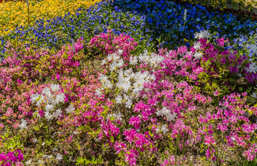Fototapeta premium Beautiful flowers at public park