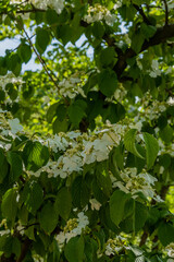 white flowers on leafy green tree branch.
