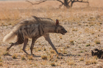 Striped Hyena (Hyaena hyaena) from grasslands of blackbuck national park, valavadar, gujarat, india