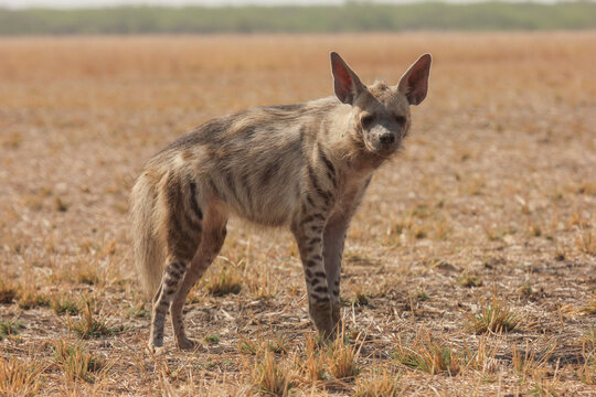 Striped Hyena (Hyaena hyaena) from grasslands of blackbuck national park, valavadar, gujarat, india