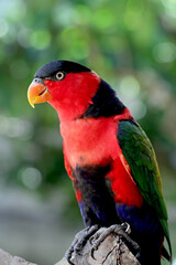 nuri bird, parrot parrot or eclectus roratus  from maluku indonesia