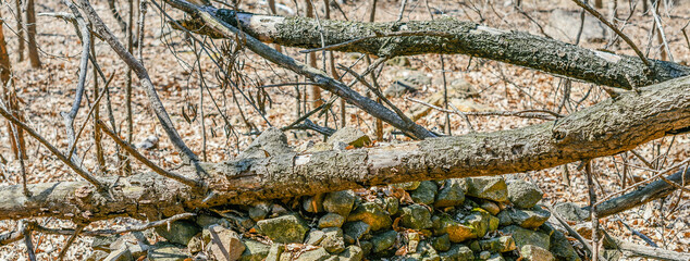 Fallen tree in a woodland park