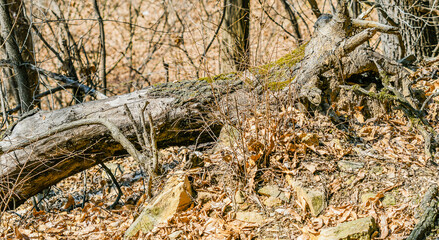 Large fallen tree in sun