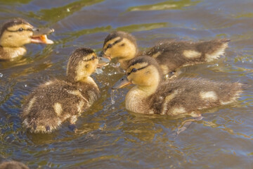 little ducklings swim on a warm summer evening
