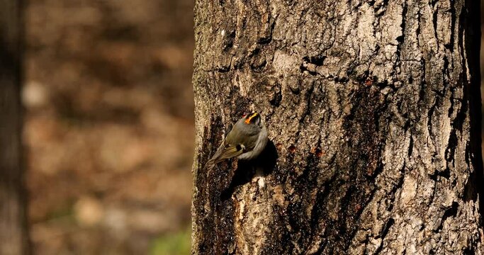 Golden and Ruby crowned Kinglets. In the spring, woodpeckers make holes in a tree from which sweet sap flows.
Other birds also fly to these places, drinking this sweet sap.